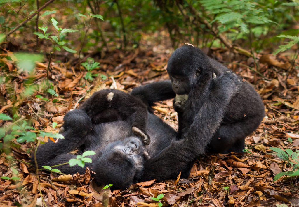  4 Days Rwanda Gorilla Safari