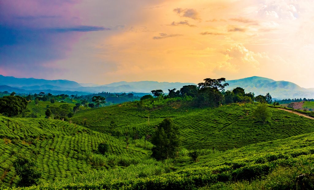  Uganda and Rwanda Adventure