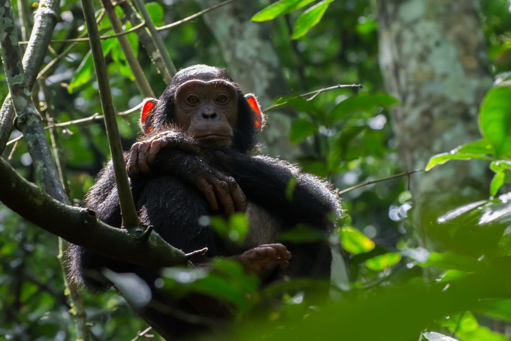  4 Days Chimpanzee Tracking in Kibale Forest
