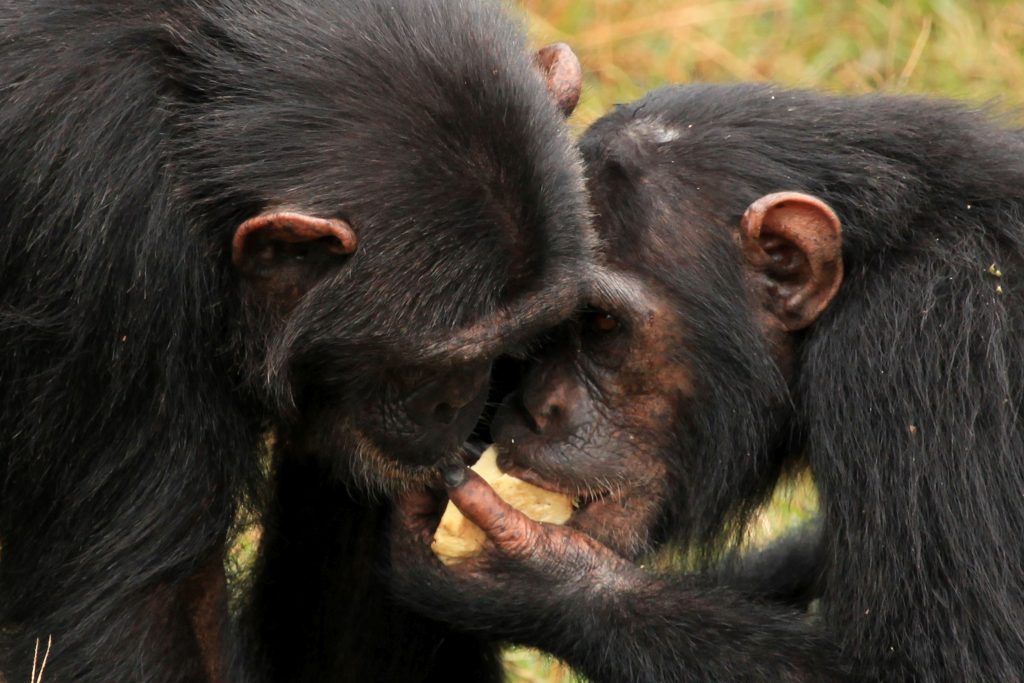  Chimpanzee Safari on Ngamba Island