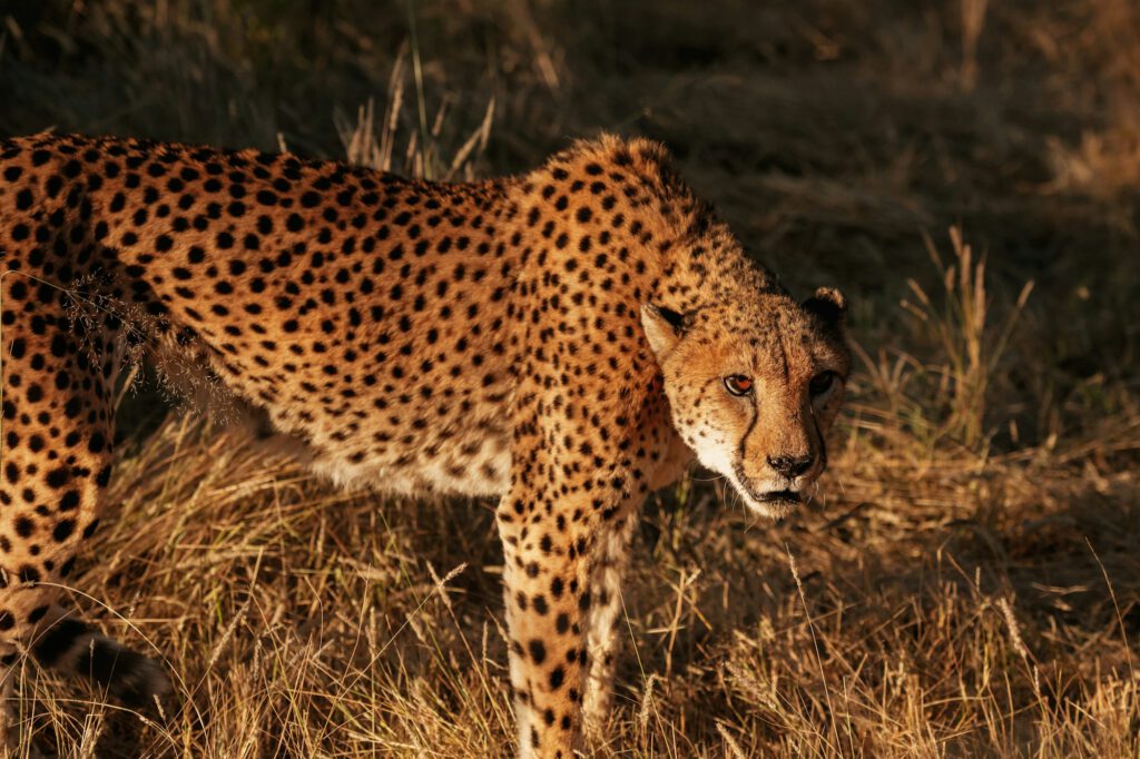 Cheetah is outdoors in the wildlife