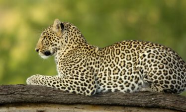Leopard in the serengeti national reserve