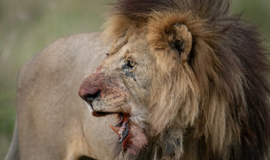 Best safari destinations in East Africa you can’t miss