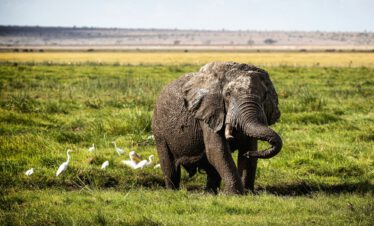 Muddy Elephant Playing in Amboseli Kenya Africa