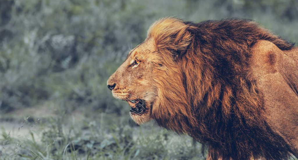 Angry Lion Portrait