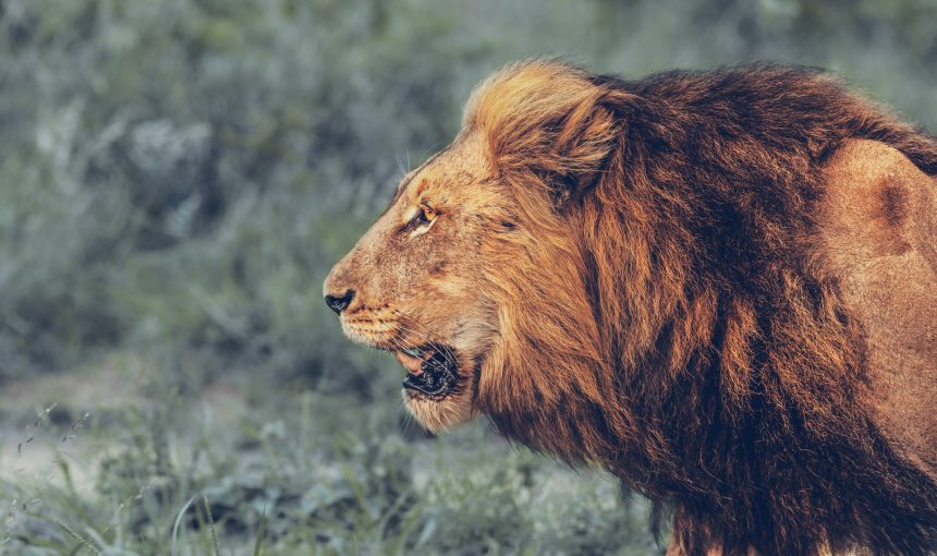 The Big 5 Safari Guide: Africa’s Wildlife Experience