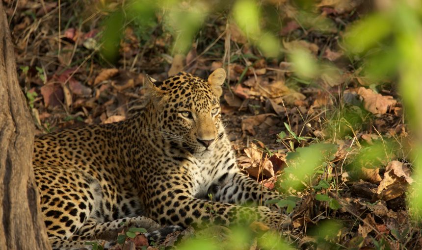 Why Lion and Leopard Tracking is a Must in Uganda