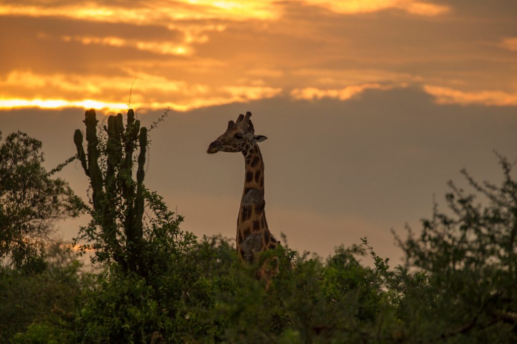 Rothschild's Giraffe (Giraffa camelopardalis rothschildi), Murchison Falls National Park, Uganda