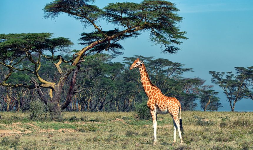 Why More Couples Are Choosing Private Safari Adventures in Africa