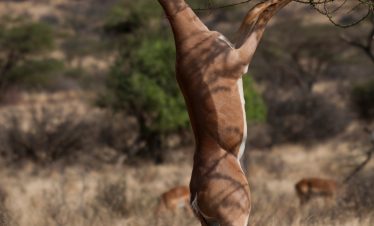 Waller's gazelle standing on hind legs grazing on bush, Amboseli national park, Kenya