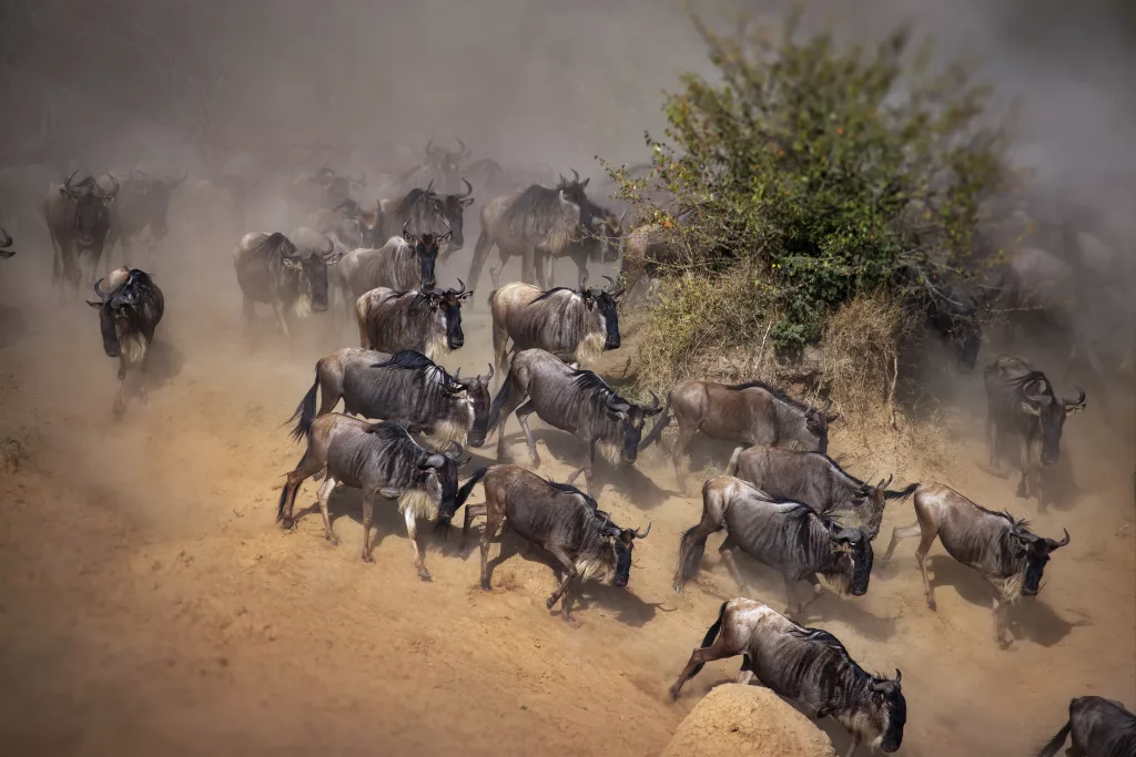 Big herd of wildebeest in Masai Mara National Park in Kenya