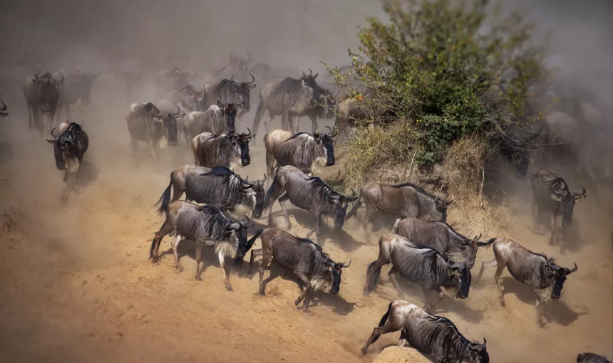 Inside Wildebeest Migration & Big 5 Predator Encounters in East Africa