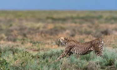 Cheetah (Acinonyx jubatus), Ndutu, Ngorongoro Conservation Area, Serengeti, Tanzania