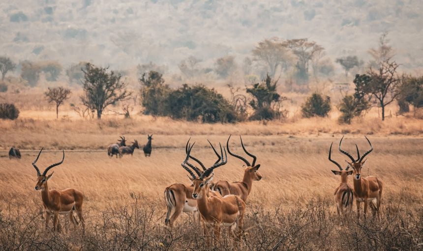 Top 10 National Parks in East Africa