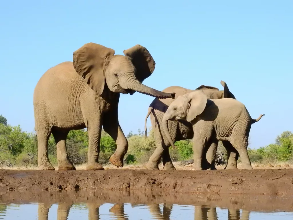 Mama elephant with calves at a waterhole in Mashatu game reserve Botswana