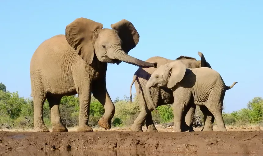 Tanzania’s Calving Safari. Why January to March Shines