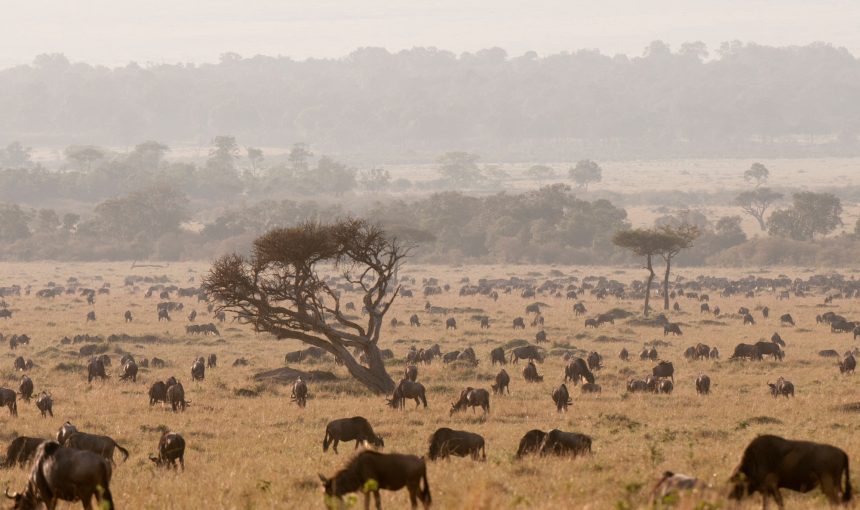 How Weather Impacts Safari Experience in East Africa