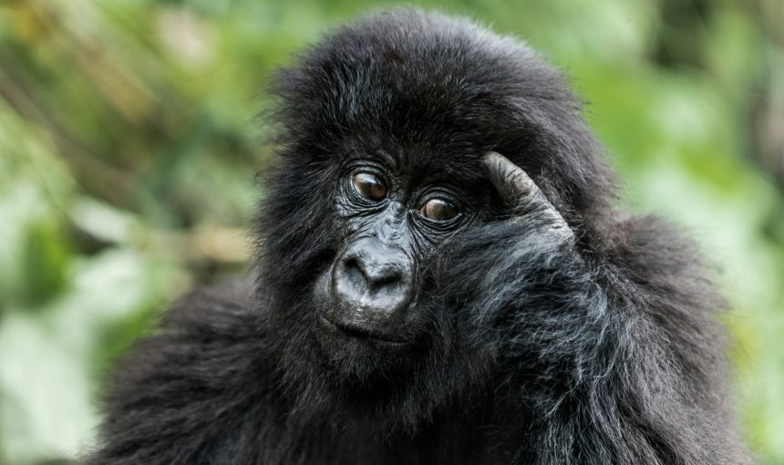 Luxury Gorilla Trekking in East Africa