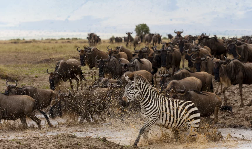 When is the Best Time to See the Great Migration? Month-by-Month Guide