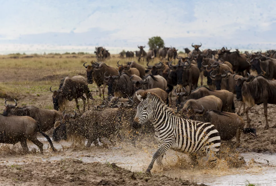 Blue wildebeest (Connochaetes taurinus) and Grant's zebras (Equus quagga boehmi), Masai Mara National Reserve, Kenya