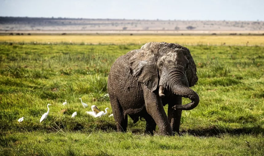 Kenya Luxury Safari Tour—Where Opulence Meets the African Wilderness