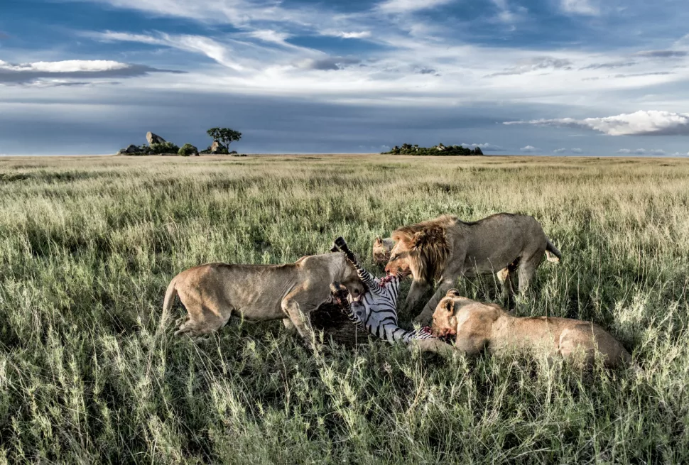 Tanzania jungle safari, or planning a private safari Tanzania