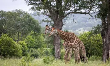 3-Day Return Flights from Zanzibar to Serengeti NP
