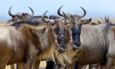 3-Day Best Southern Serengeti Wildebeest Calving Season