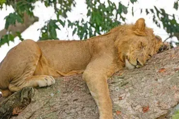 affordable Kenya safari