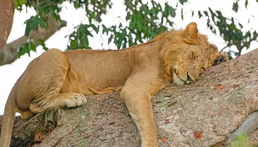 Can You Enjoy an Affordable Kenya Safari Without Compromising on Comfort?