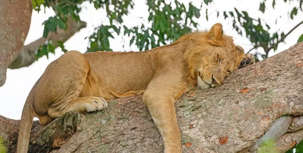 affordable Kenya safari