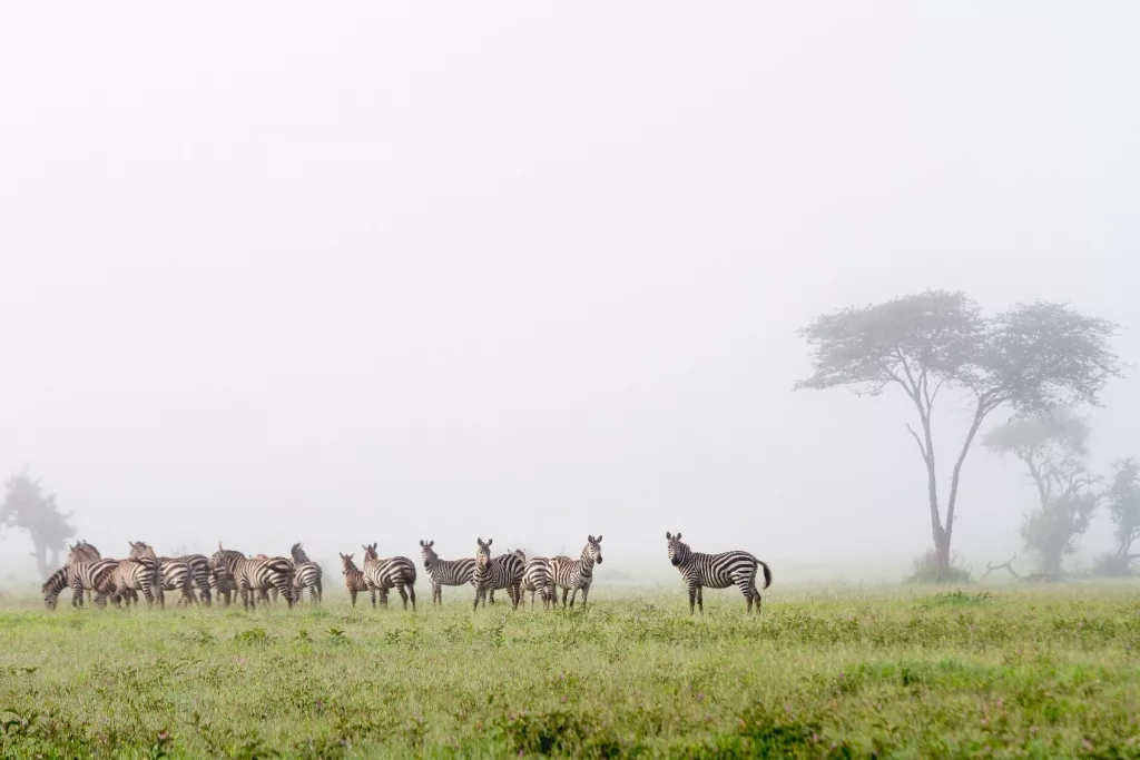 private safari Tanzania