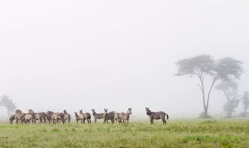 How Can First-Time Travelers Experience the Great Migration in Tanzania Safely?