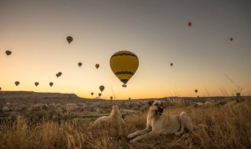 How Can a Uganda Luxury Safari Transform Your African Travel Experience?