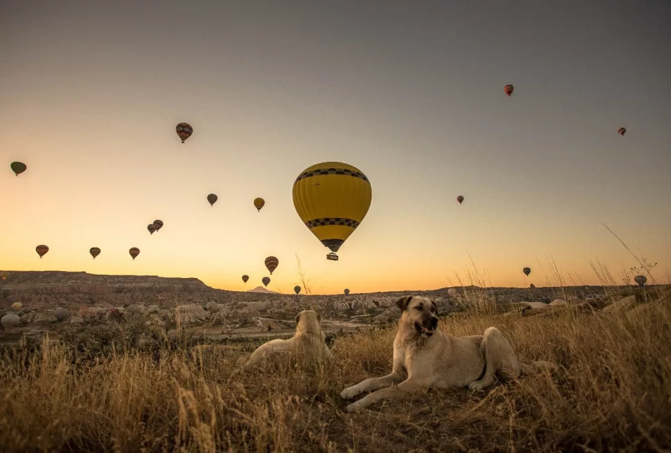 Uganda luxury safari
